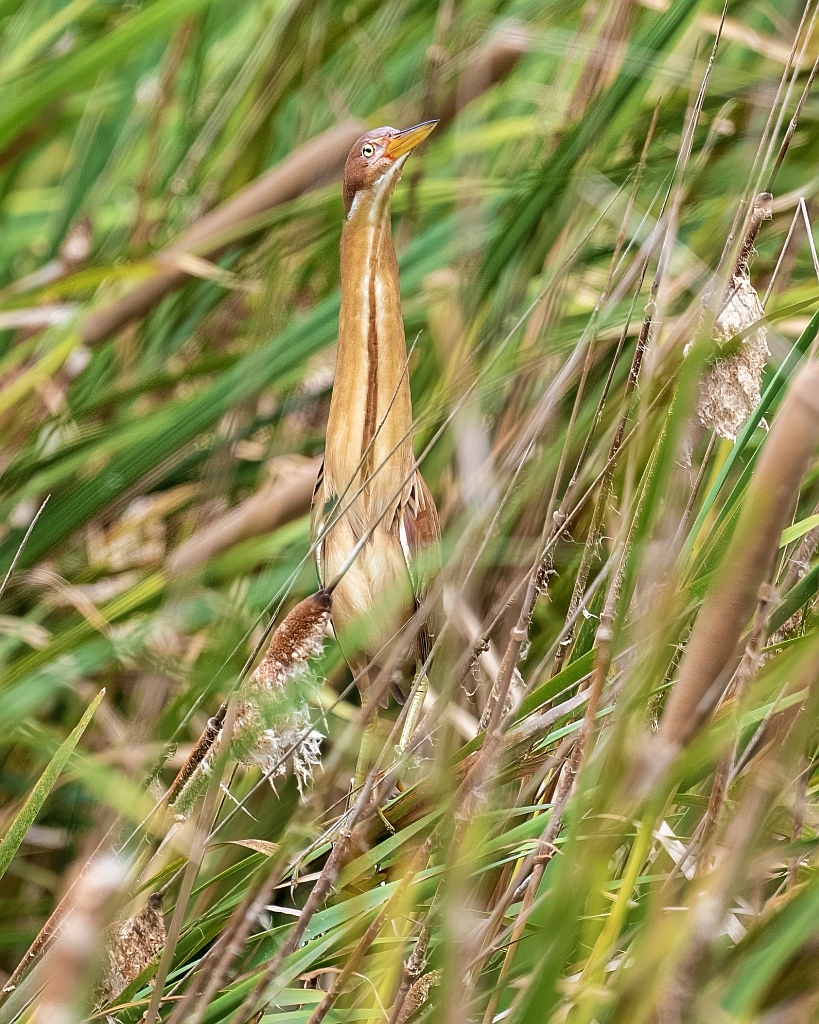 Cinnamon Bittern